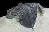 Bargain, Zlichovaspis Trilobite - Atchana, Morocco #100675-1